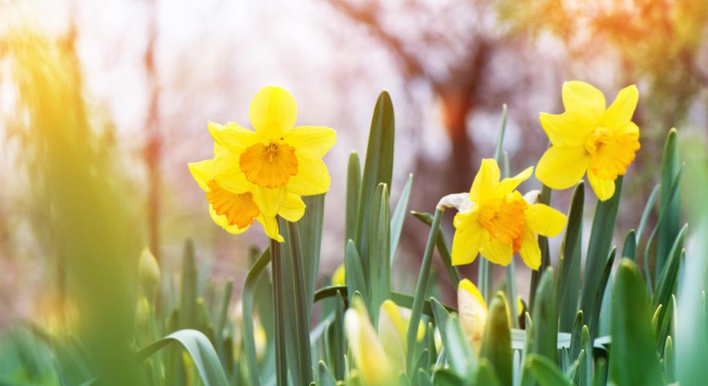 Der Frühling bricht an...