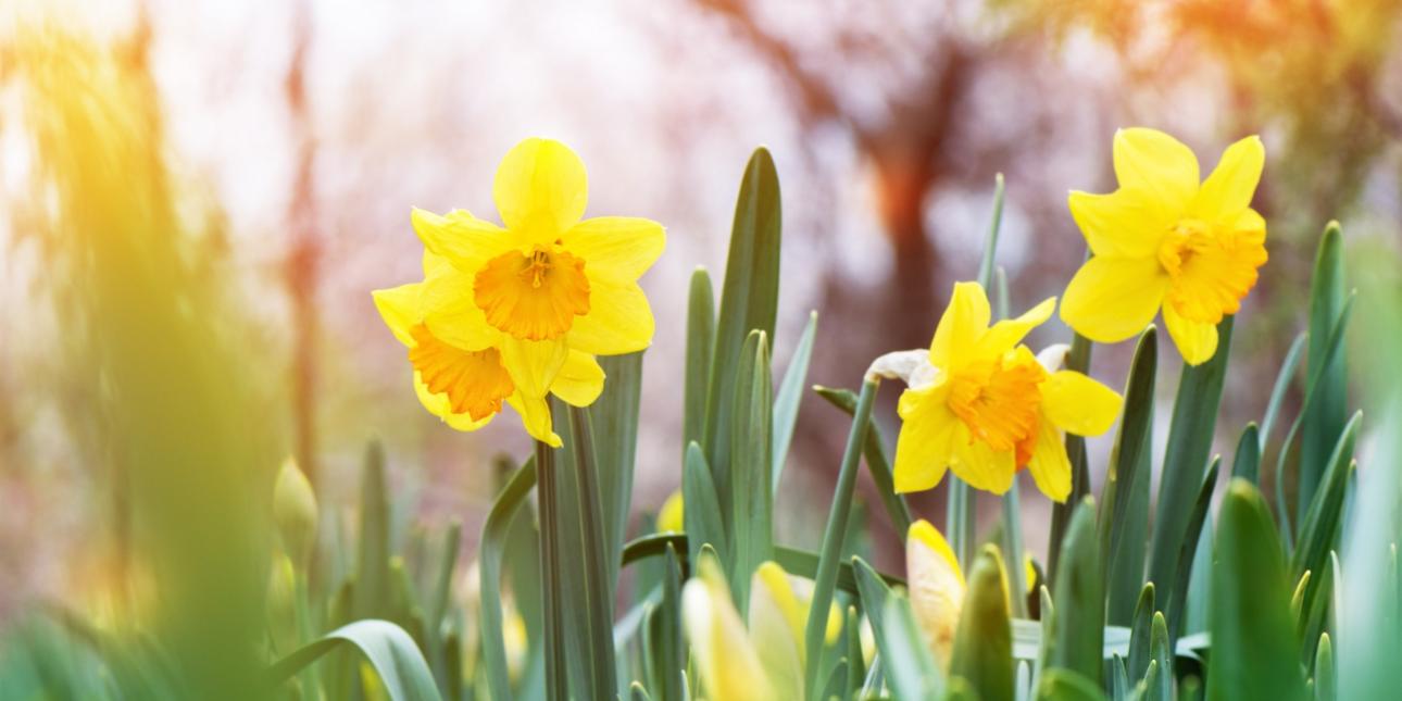 Der Frühling bricht an...