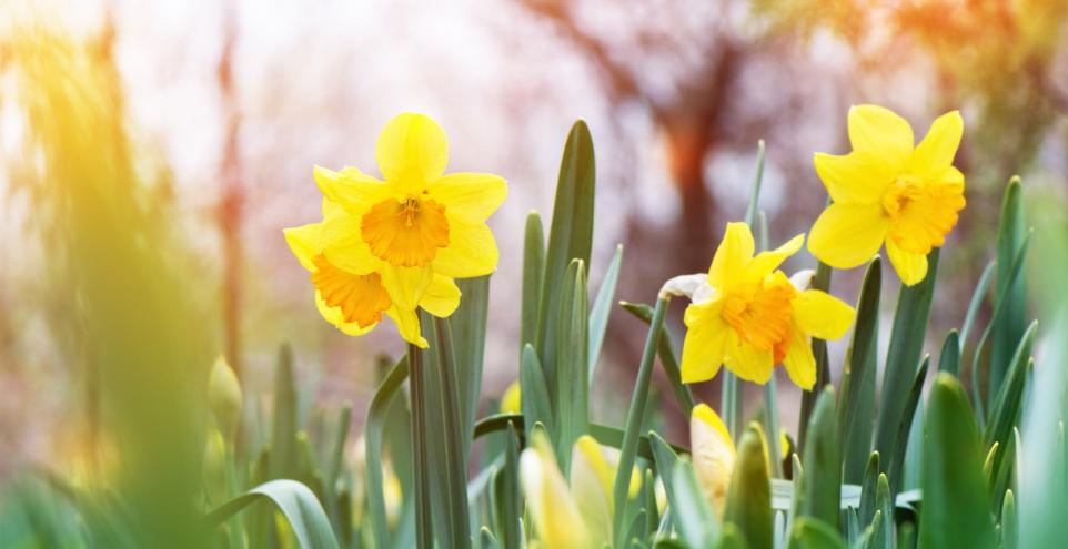Der Frühling bricht an...