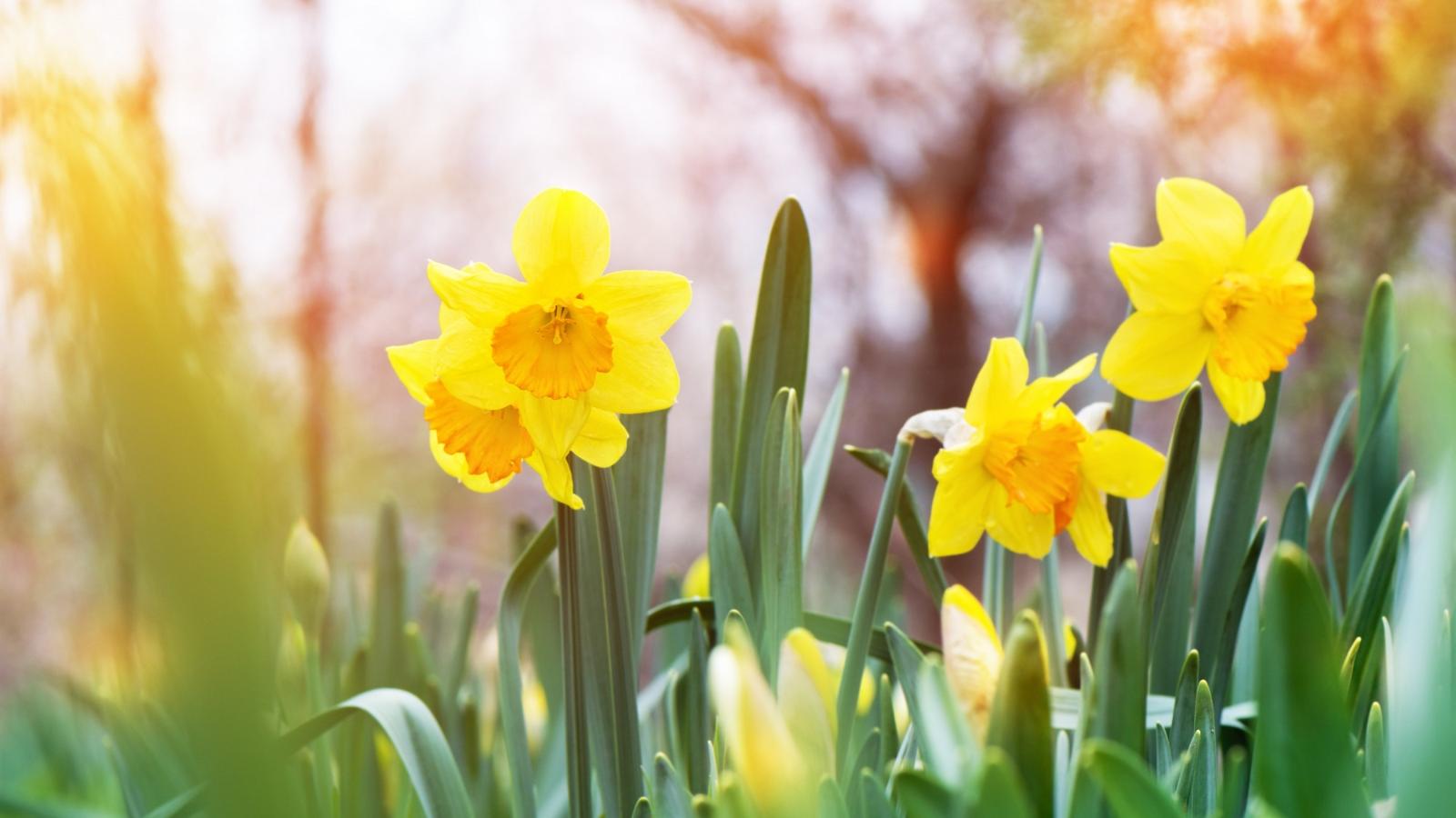 Der Frühling bricht an...